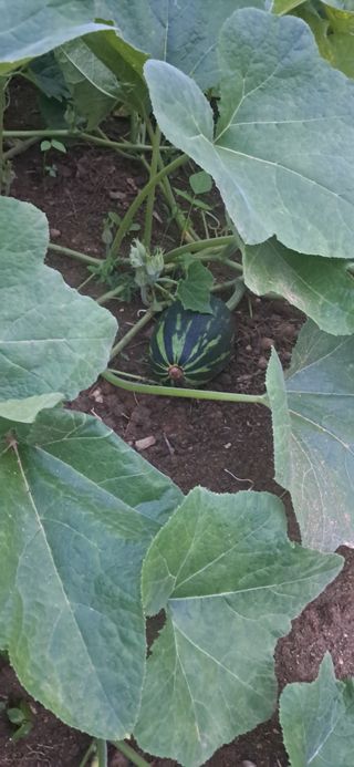 김제선:양평읍회현리님의 기타작물 · 영농일지 작성글 사진