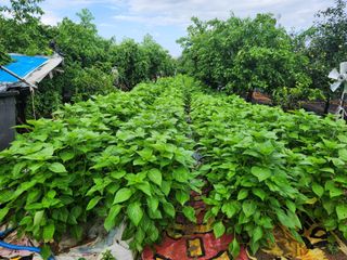 알 수 없음님의 사과 · 영농일지 작성글 사진