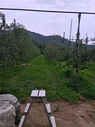 양배추20804님의 사과 · 영농일지 작성글 사진