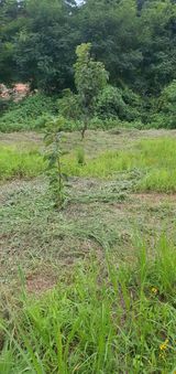 팜모닝 감·영농일지 게시글 이미지