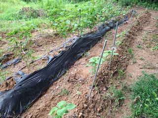 형남영님의 기타작물 · 영농일지 작성글 사진