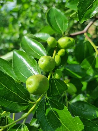해찬들농원님의 기타작물 · 영농일지 작성글 사진