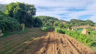 촌사리님의 기타작물 · 영농일지 작성글 사진