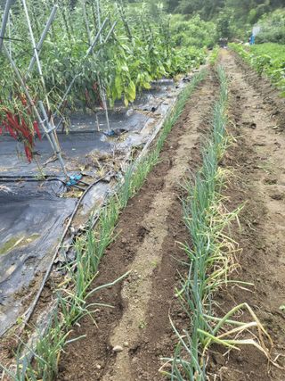 전선경님의 들깨 · 영농일지 작성글 사진