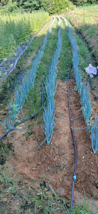 이형근님의 파 · 영농일지 작성글 사진