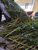 팜모닝 기타작물·영농일지 게시글 이미지