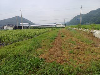 전원수님의 참깨 · 영농일지 작성글 사진