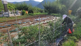 정정치님의 기타작물 · 영농일지 작성글 사진