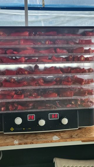 늘푸른 농장주님의 고추 · 영농일지 작성글 사진