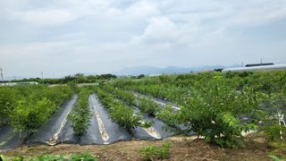 늘푸른 농장주님의 고추 · 영농일지 작성글 사진