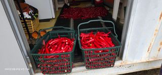 이장호님의 고추 · 영농일지 작성글 사진