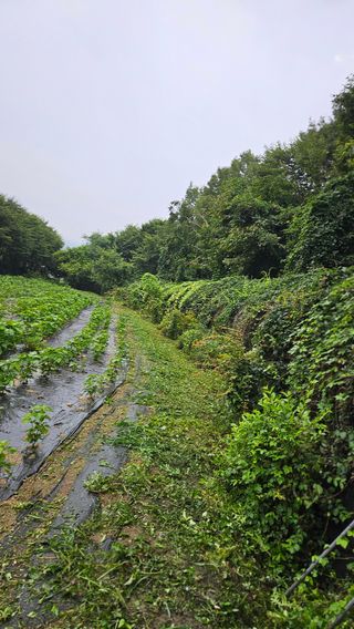 이지은님의 들깨 · 영농일지 작성글 사진
