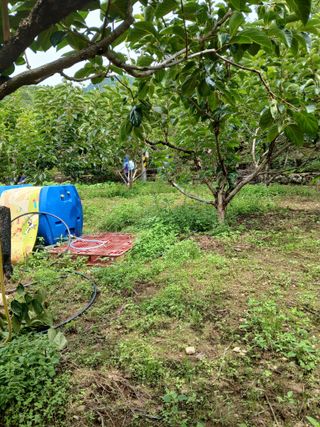 향양농장 사랑합니다님의 감 · 영농일지 작성글 사진