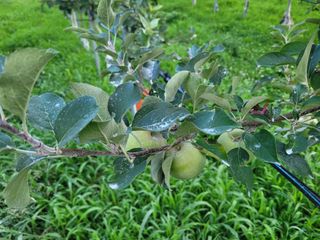 날씨가 흐려 방제가님의 사과 · 영농일지 작성글 사진