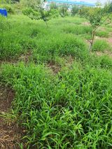 팜모닝 기타작물·영농일지 게시글 이미지