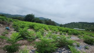 장흥 모경화 님의 기타작물 · 영농일지 작성글 사진