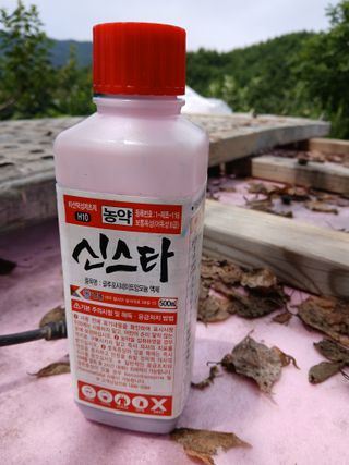 향양농장 사랑합니다님의 감 · 영농일지 작성글 사진