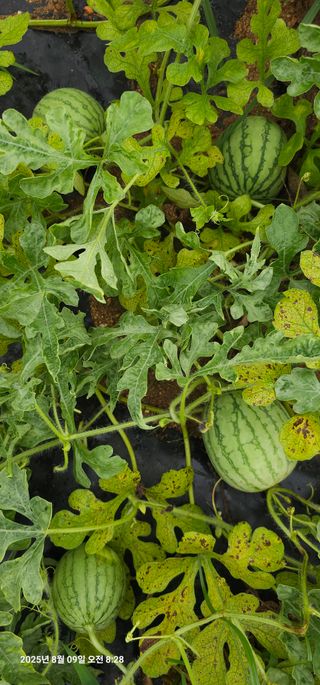 이장호님의 고추 · 영농일지 작성글 사진