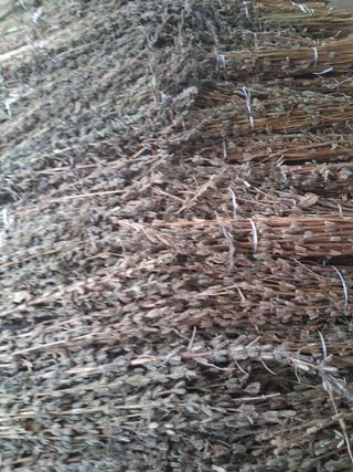 양파15542님의 기타작물 · 영농일지 작성글 사진