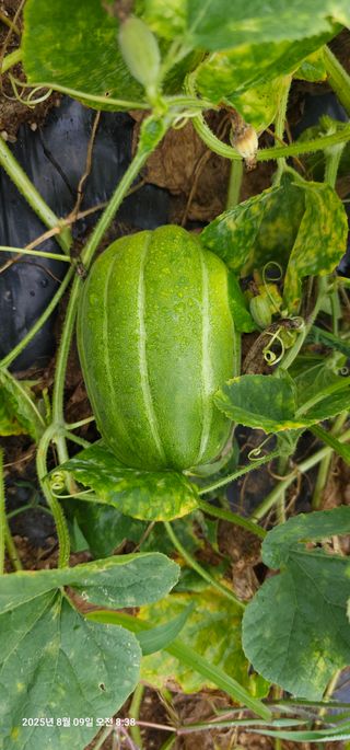 이장호님의 고추 · 영농일지 작성글 사진