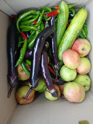 향양농장 사랑합니다님의 기타작물 · 영농일지 작성글 사진