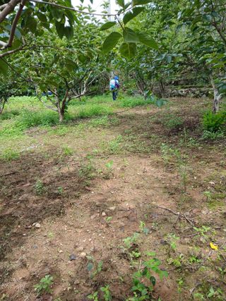 향양농장 사랑합니다님의 감 · 영농일지 작성글 사진