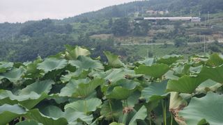 촌사리님의 고추 · 영농일지 작성글 사진