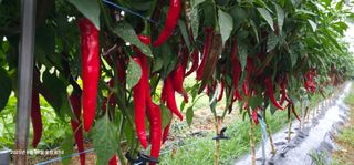 이장호님의 고추 · 영농일지 작성글 사진