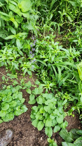 장흥 모경화 님의 기타작물 · 영농일지 작성글 사진