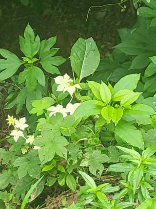 최병우님의 기타작물 · 영농일지 작성글 사진