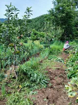 향양농장 사랑합니다님의 기타작물 · 영농일지 작성글 사진