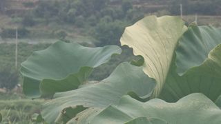 촌사리님의 고추 · 영농일지 작성글 사진