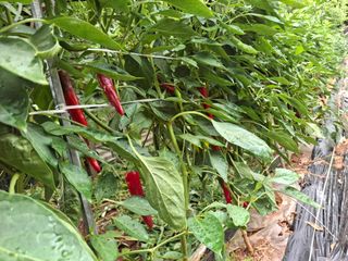 체리123님의 고추 · 영농일지 작성글 사진