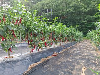 주재필님의 고추 · 영농일지 작성글 사진