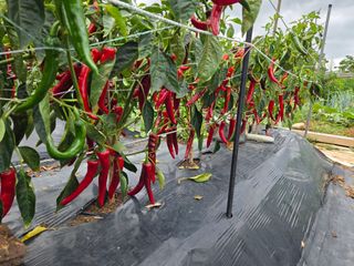 류수천님의 고추 · 영농일지 작성글 사진