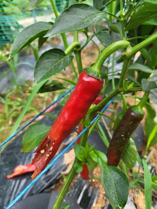 최병우님의 고추 · 영농일지 작성글 사진