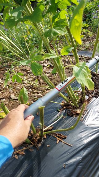 유병욱님의 기타작물 · 영농일지 작성글 사진