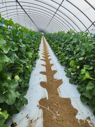 김저팔계님의 기타작물 · 영농일지 작성글 사진