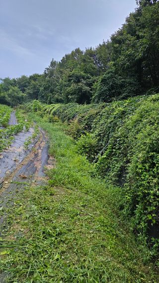 이지은님의 들깨 · 영농일지 작성글 사진