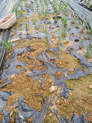 삼성농산님의 파 · 영농일지 작성글 사진