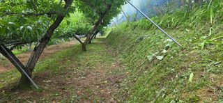 달맛햇복숭아농원님의 복숭아 · 영농일지 작성글 사진