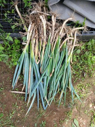 향양농장 사랑합니다님의 기타작물 · 영농일지 작성글 사진