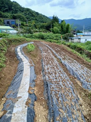 김명자님의 들깨 · 영농일지 작성글 사진