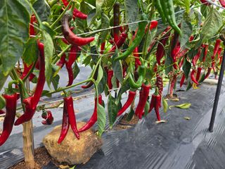 류수천님의 고추 · 영농일지 작성글 사진