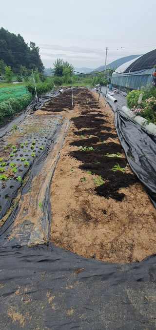 박상중님의 복숭아 · 영농일지 작성글 사진