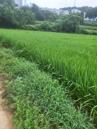 최병우님의 기타작물 · 영농일지 작성글 사진