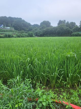 최병우님의 기타작물 · 영농일지 작성글 사진