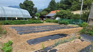  조약돌님의 배추 · 영농일지 작성글 사진