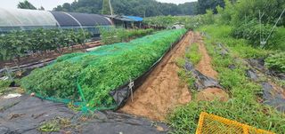 박상중님의 복숭아 · 영농일지 작성글 사진