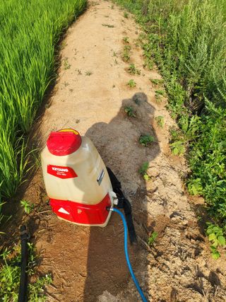 최병우님의 고추 · 영농일지 작성글 사진